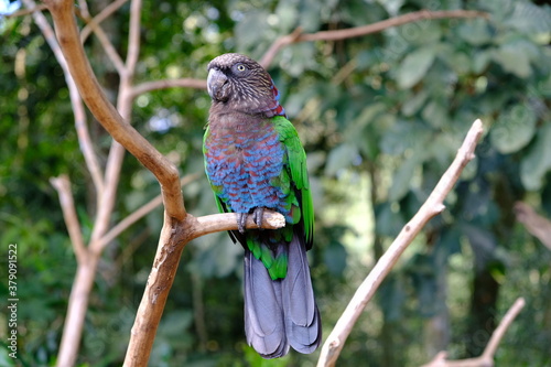 Brazil Foz do Iguacu - Zoo - Parque das Aves Parrot Adult Sitting in tree