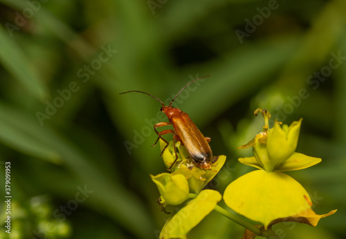 beetle on a yellow flower