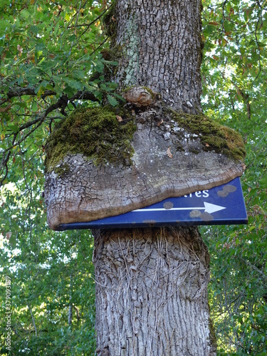 La Rochefoucault - Charente photo