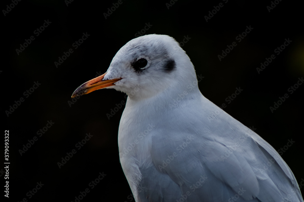 Black Headed Gull in winter plumage Black Headed Gull in winter plumage
