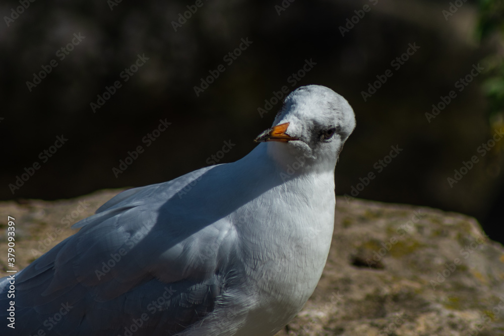 Black Headed Gull in winter plumage Black Headed Gull in winter plumage