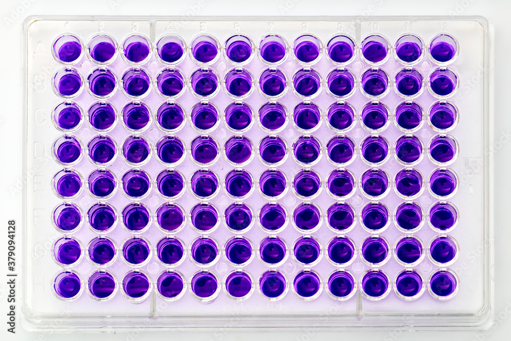 Multi channel pipette loading biological samples in microplate for test