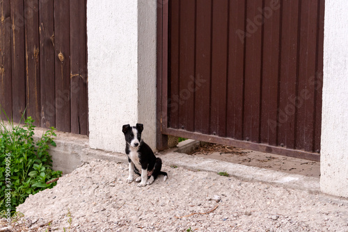 Little cute black and white puppy sitting by the fence