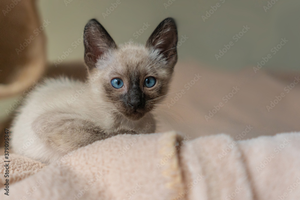Siamese kitten hiding in soft basket. Purebred 2 month old Siamese cat with blue almond shaped eyes on beige basket background. Concepts of pets play hiding