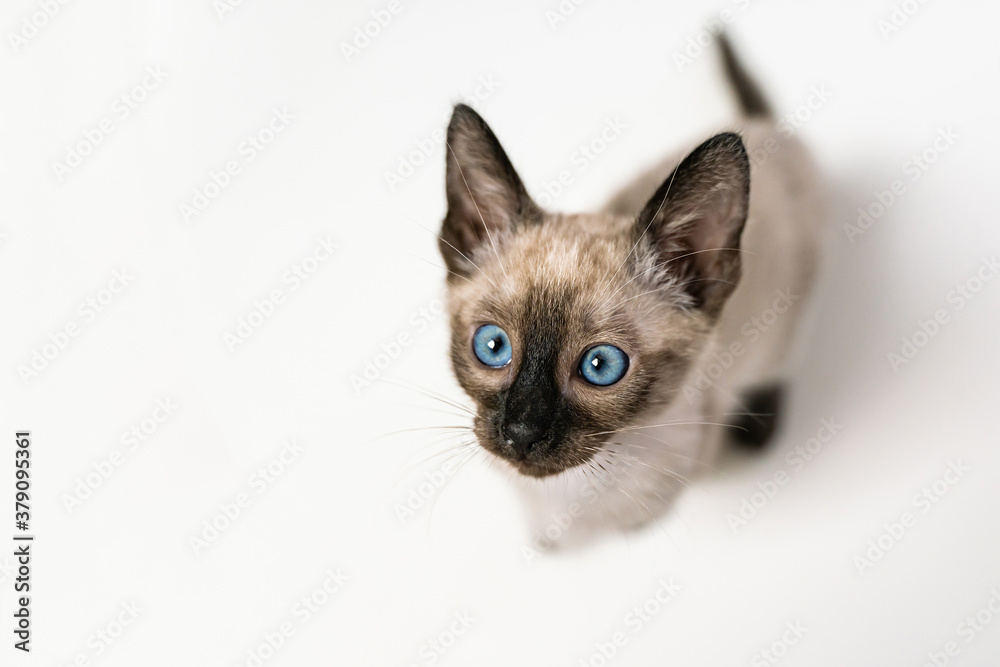 Top view Close up face of purebred Thai Siamese cat with blue eyes sitting on white background. Cute eight weeks young Siamese kitten. Concepts of pets play hiding