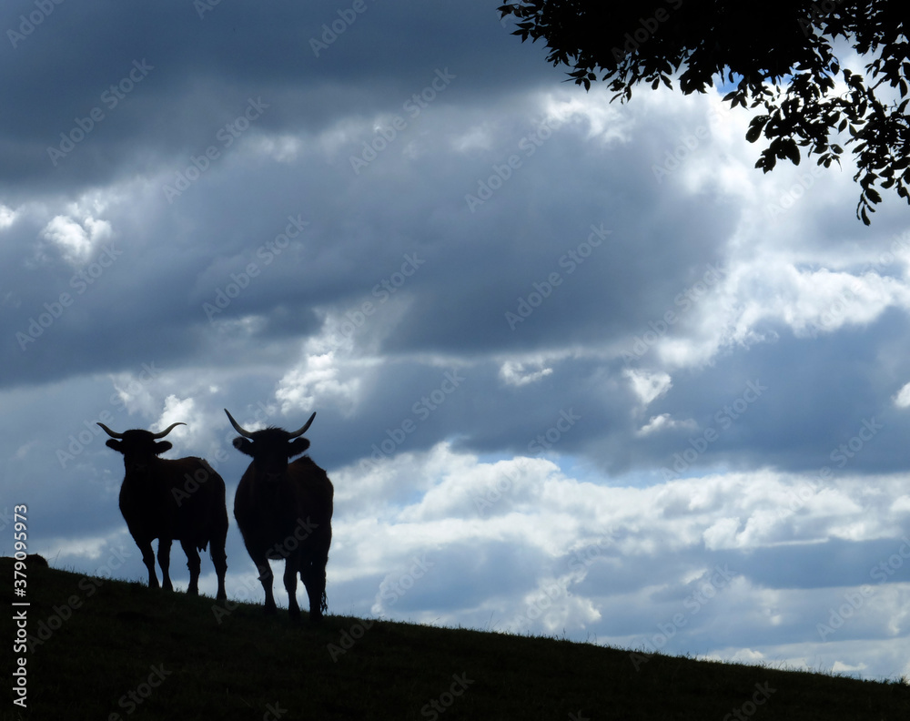 Vaches Salers sur fond nuageux