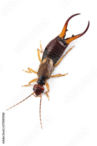 European earwig (Forficula auricularia) isolated on white