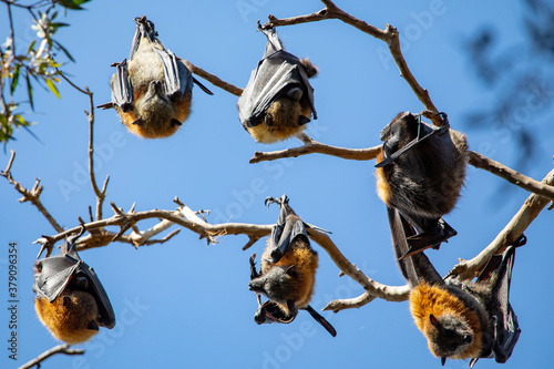 The grey-headed flying-fox  Pteropus poliocephalus   Australia.