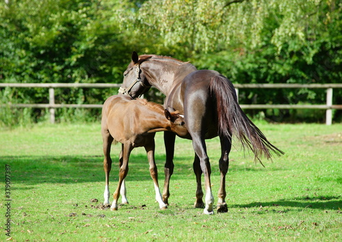 Mare with foal on the pasture © Heiner Witthake