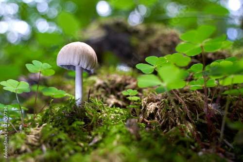 Mushroom (coprinellus micaceus) grows in beautiful forest between clover.