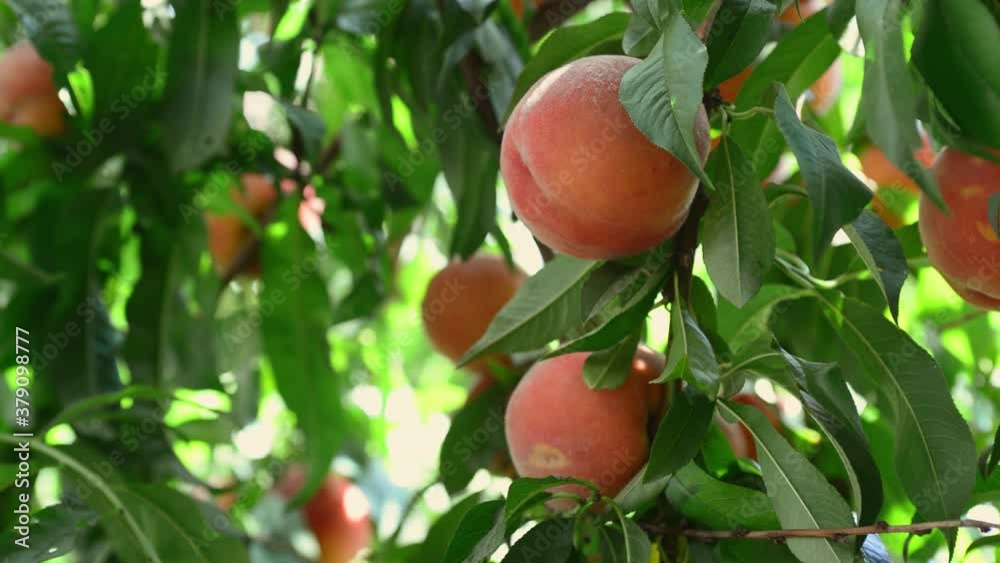 Big juicy peaches on the tree. Peach hanging on a branch in orchard. Colorful fruit on tree ready to harvesting in summertime