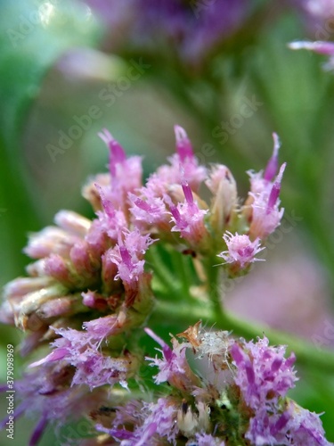 Pluchea indica (Indian camphorweed, Indian fleabane, Indian pluchea, Baccharis indica L, beluntas, luntas). This plant contains β-sitosterol and stigmasterol, which have antidiabetic. photo