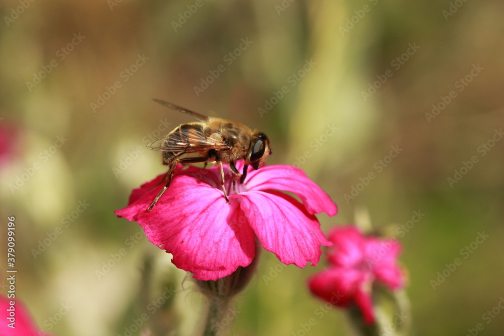 Abeille butinant dans les champs Abeille butinant dans les champs