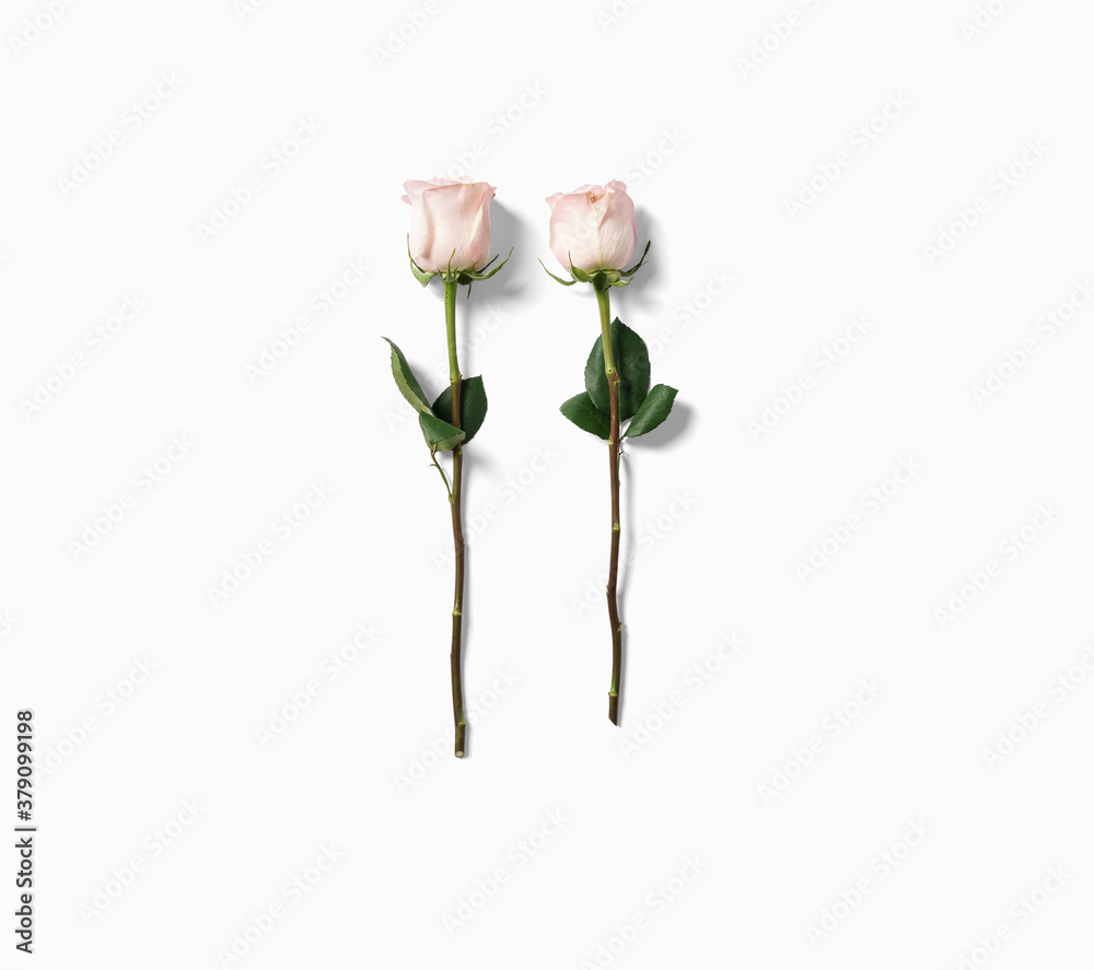 beautiful pink rose flowers with stems placed in a row isolated on white