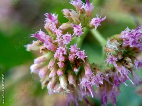 Pluchea indica (Indian camphorweed, Indian fleabane, Indian pluchea, Baccharis indica L, beluntas, luntas). This plant contains β-sitosterol and stigmasterol, which have antidiabetic. photo