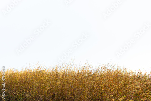 Tall yellow wild grass against an isolated white sky / background.