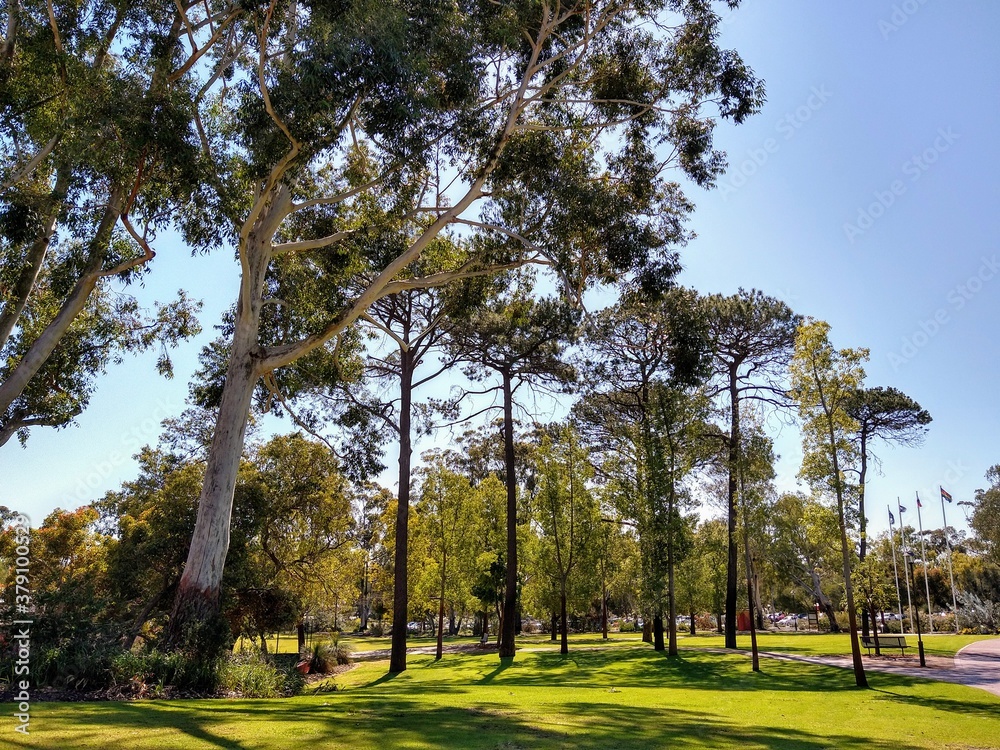Obraz premium trees in the park