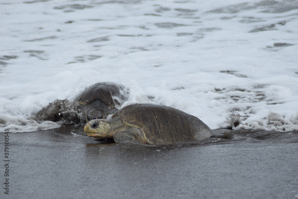 Fototapeta premium tortuga lora playa odtional costa rica