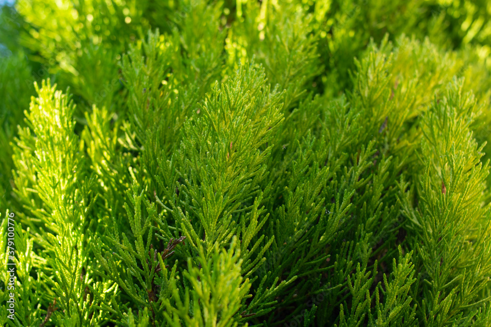 Golden cypress. Wallpaper of the branches of a bush in well-lit fresh green tones Golden cypress. Wallpaper of the branches of a bush in well-lit fresh green tones
