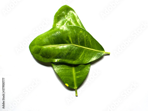 fresh green leaf on white background photo