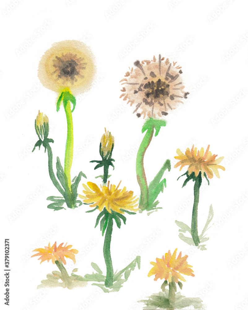 Watercolor sketch painting with cute yellow dandelions. Summer style oriental illustration isolated on white background. Abstract botanical artwork for gardening, background decoration, greeting card.