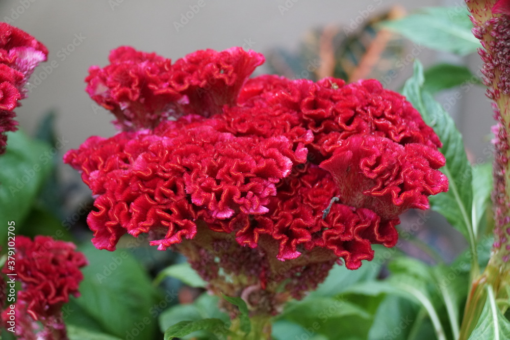 Dark red color of Cockscomb Dark red color of Cockscomb