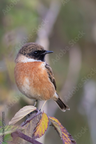 Small passerine bird, male stonechat