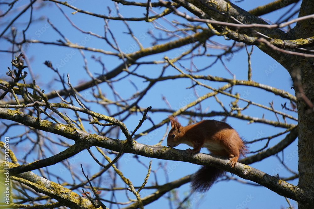 Eichhörnchen Eichhörnchen