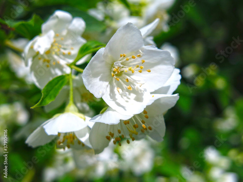 white Jasmine blooms luxuriantly in the garden in spring