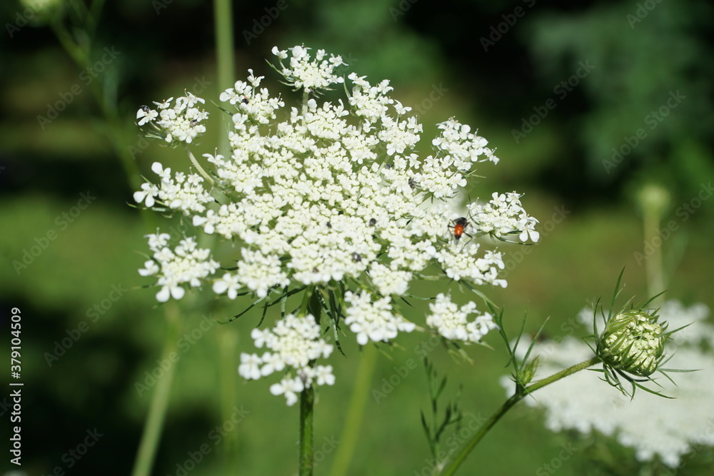 Blumen Blumen