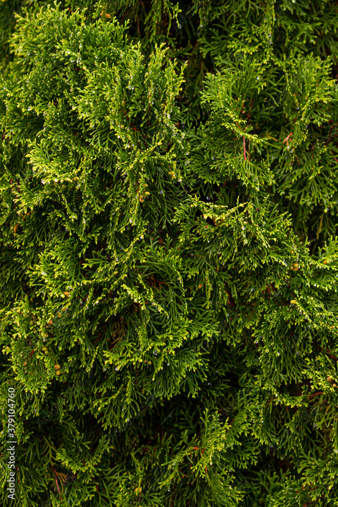 Fototapeta premium Juniper background. Branches and leaves as a background