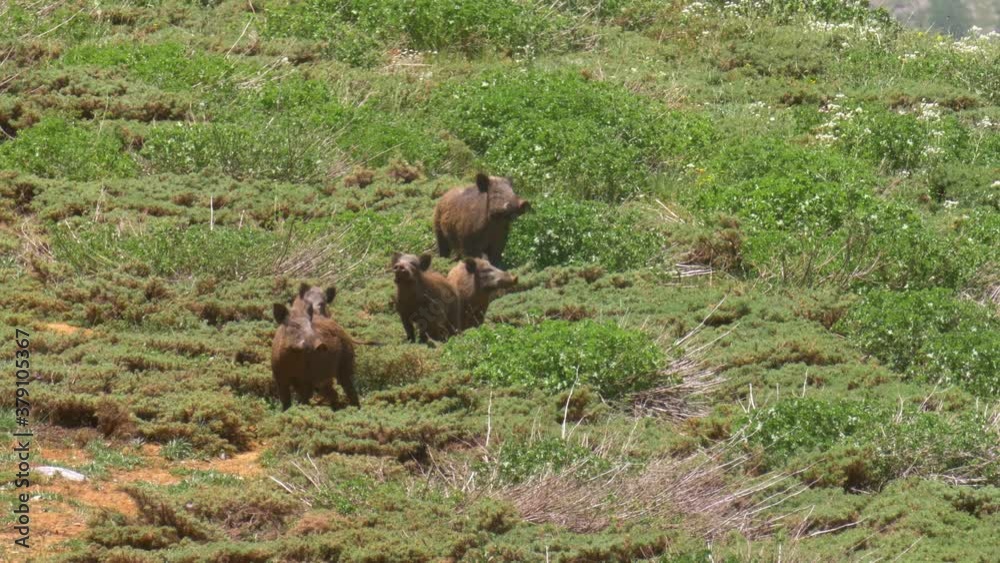 Wild boar Herd of females and young Mount Hermon
medium shot view,spring, Israel
Wild boar Herd of females and young Mount Hermon
medium shot view,spring, Israel