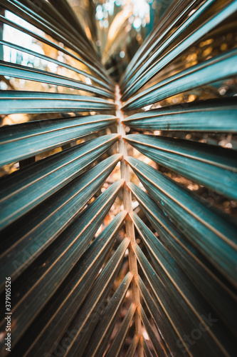 Palmblätter in asiatischem Garten