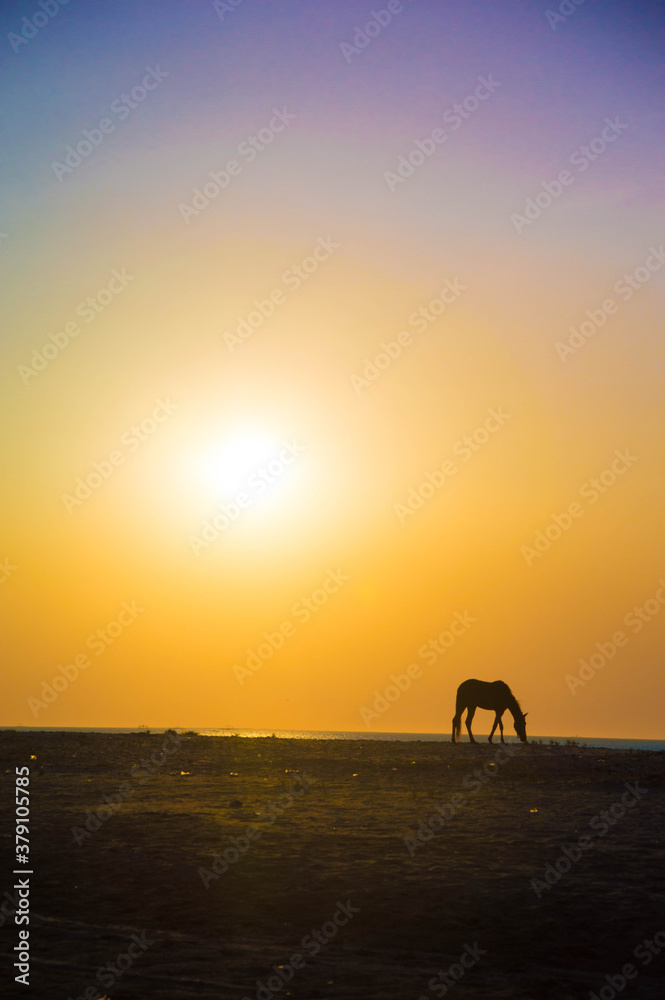 horse at sunset