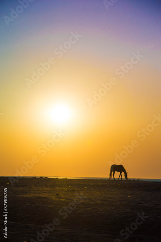 horse at sunset © Leonardo