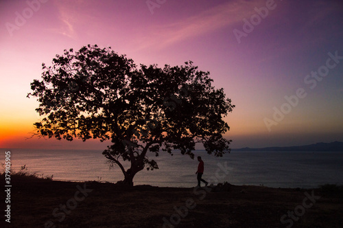 sunset and tree