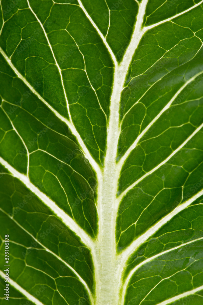 Salad leaf close up. Green rocket back lit. Salad leaf close up. Green rocket back lit.