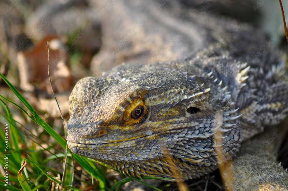 Fototapeta premium Bartagame