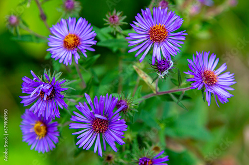 Beautiful Asters