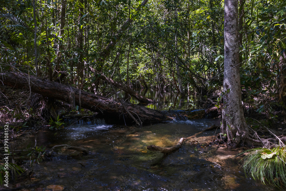 A Shady Creek in Australia A Shady Creek in Australia