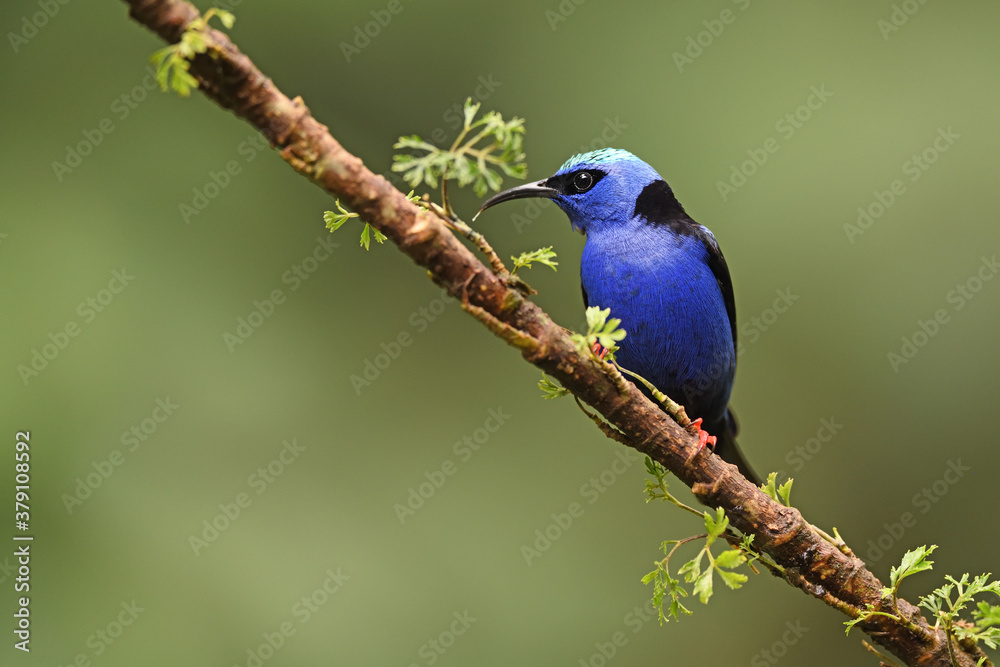 Red-legged honeycreeper perched on branch