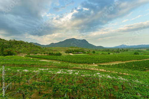 Grape vine yard with mountain as the background