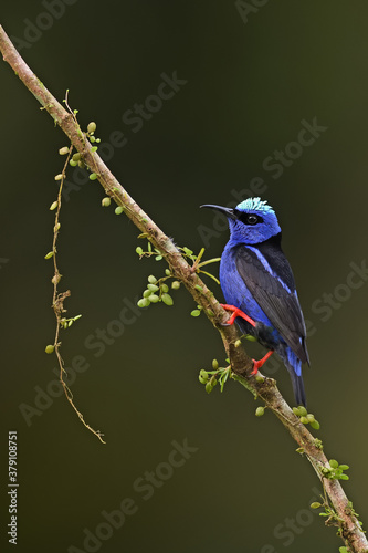 Red-legged honeycreeper perched on branch