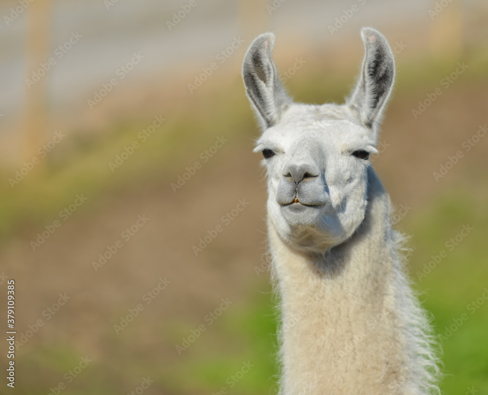 animal llama, head closeup