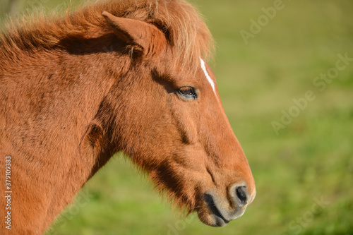 portrait horse's head