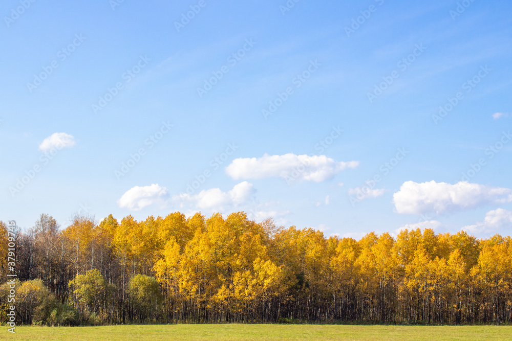 Autumn yellow forest and field. Blue sky with clouds over the forest.