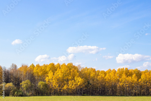 Autumn yellow forest and field. Blue sky with clouds over the forest.