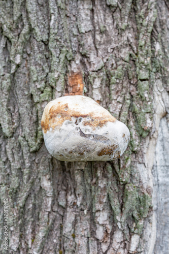 The textured surface of the bark of the old perennial deciduous tree