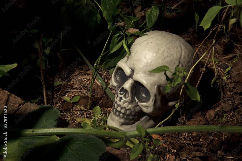  plastic human skull on a black background