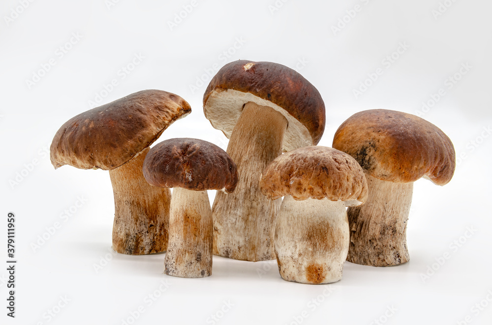 Boletus edulis isolated on background close up food health Boletus edulis isolated on background close up food health